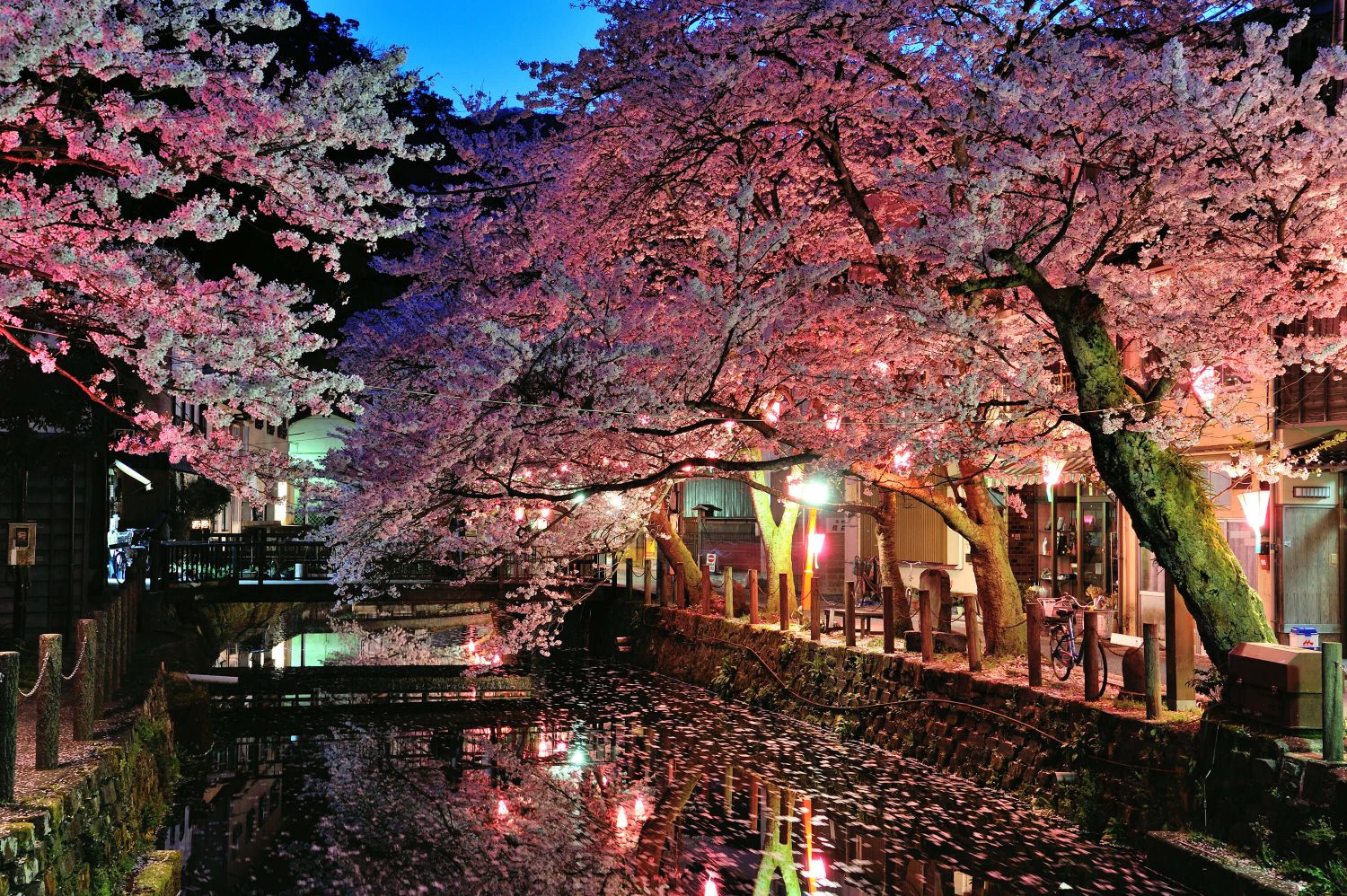 night cherry blossoms sakura light up illumination Kinosaki Onsen
